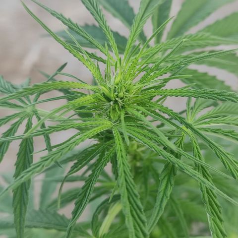 AK (a nout padoung) growlog timeline photo
