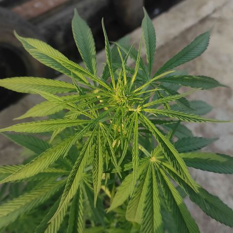 AK (a nout padoung) growlog timeline photo