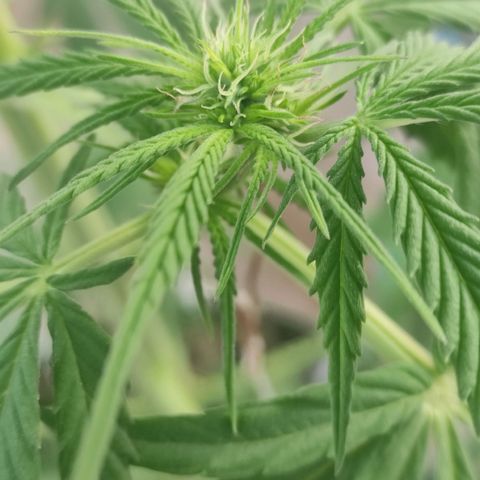 AK (a nout padoung) growlog timeline photo