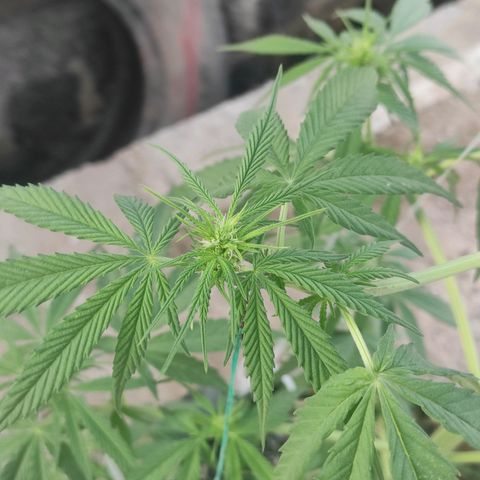 AK (a nout padoung) growlog timeline photo