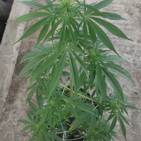 AK (a nout padoung) growlog timeline photo
