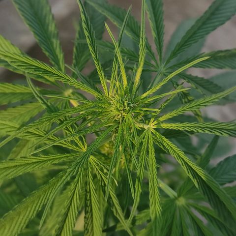 AK (a nout padoung) growlog timeline photo