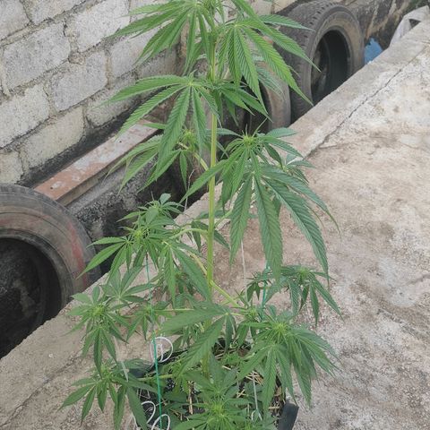 AK (a nout padoung) growlog timeline photo