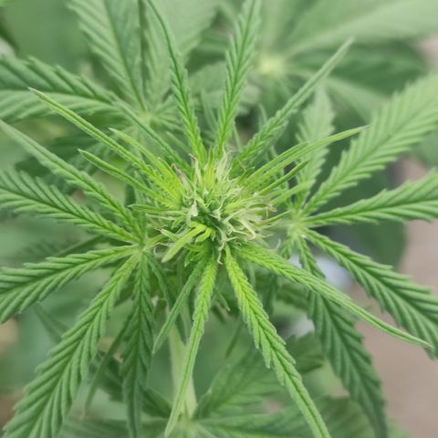 AK (a nout padoung) growlog timeline photo