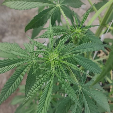 AK (a nout padoung) growlog timeline photo