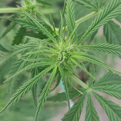 AK (a nout padoung) growlog timeline photo