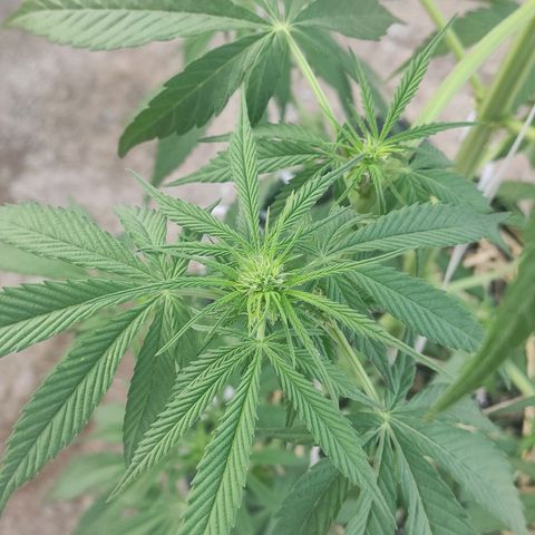 AK (a nout padoung) growlog timeline photo