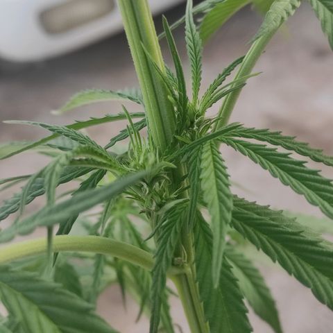 AK (a nout padoung) growlog timeline photo