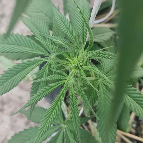 AK (a nout padoung) growlog timeline photo