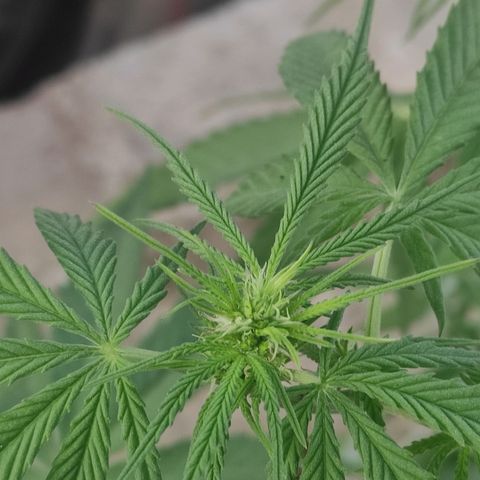 AK (a nout padoung) growlog timeline photo