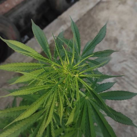AK (a nout padoung) growlog timeline photo