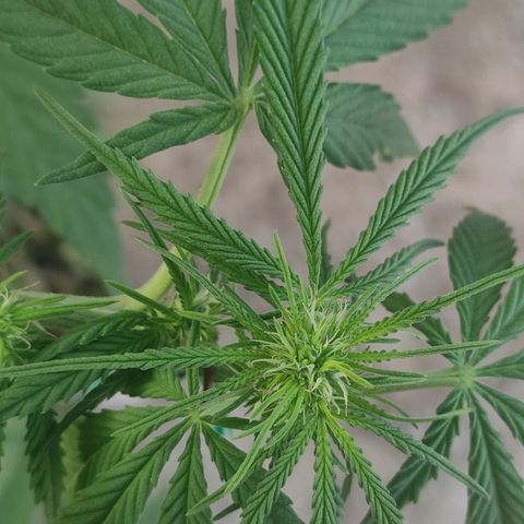 AK (a nout padoung) growlog timeline photo