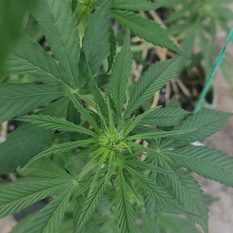 AK (a nout padoung) growlog timeline photo
