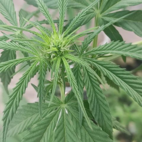 AK (a nout padoung) growlog timeline photo