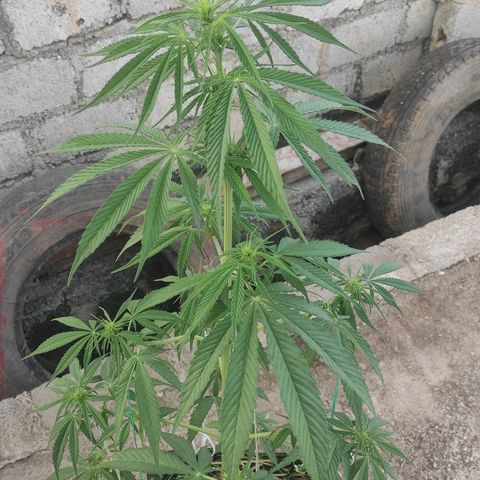 AK (a nout padoung) growlog timeline photo
