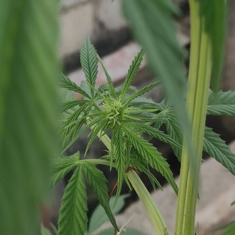 AK (a nout padoung) growlog timeline photo