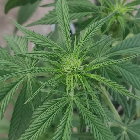 AK (a nout padoung) growlog timeline photo