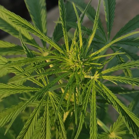 AK (a nout padoung) growlog timeline photo