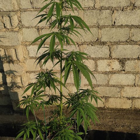 AK (a nout padoung) growlog timeline photo