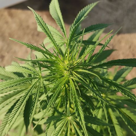AK (a nout padoung) growlog timeline photo