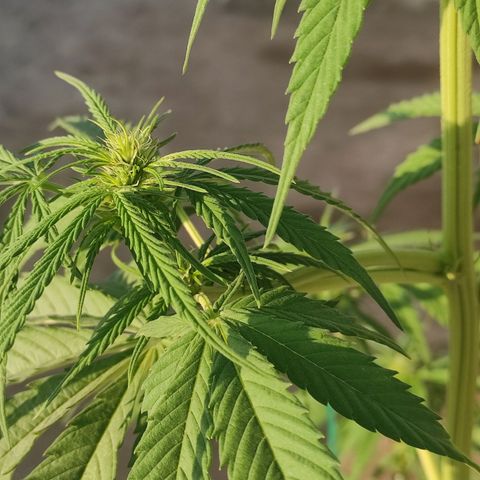 AK (a nout padoung) growlog timeline photo