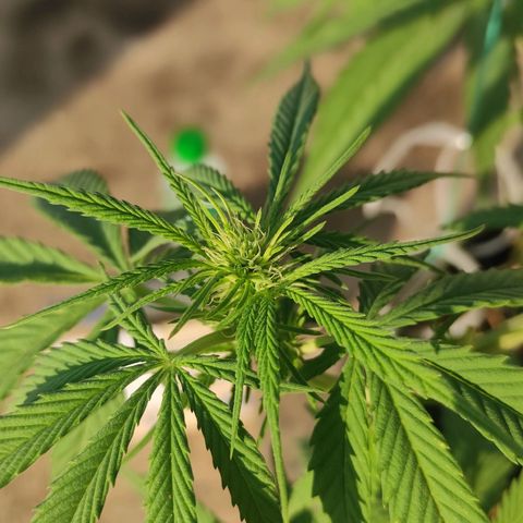 AK (a nout padoung) growlog timeline photo