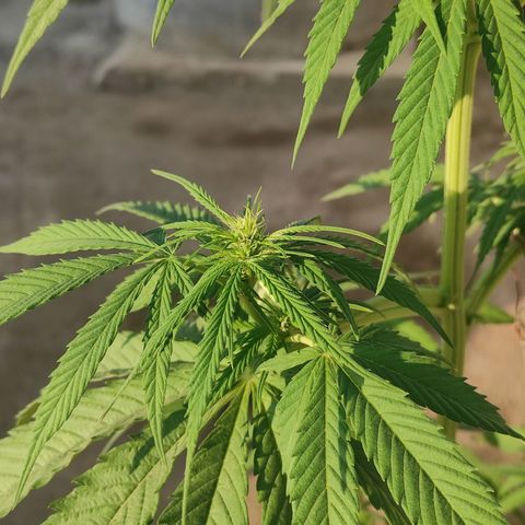 AK (a nout padoung) growlog timeline photo