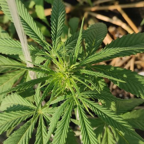 AK (a nout padoung) growlog timeline photo
