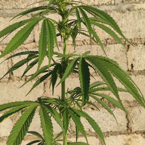 AK (a nout padoung) growlog timeline photo