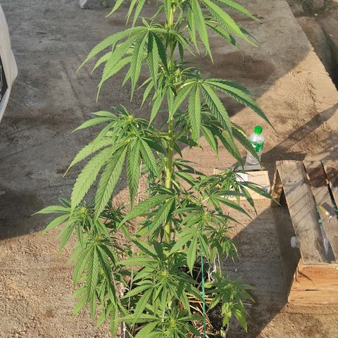 AK (a nout padoung) growlog timeline photo