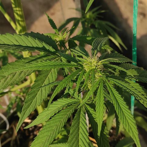 AK (a nout padoung) growlog timeline photo