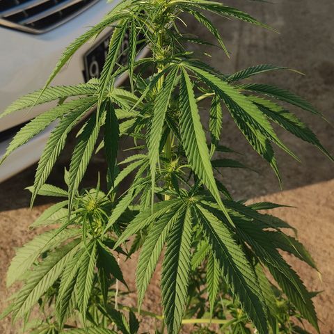 AK (a nout padoung) growlog timeline photo