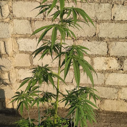 AK (a nout padoung) growlog timeline photo