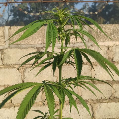 AK (a nout padoung) growlog timeline photo