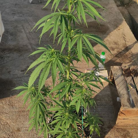 AK (a nout padoung) growlog timeline photo