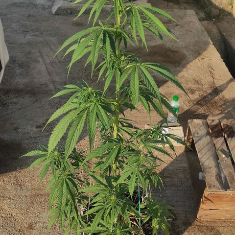 AK (a nout padoung) growlog timeline photo
