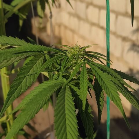 AK (a nout padoung) growlog timeline photo