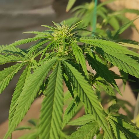 AK (a nout padoung) growlog timeline photo