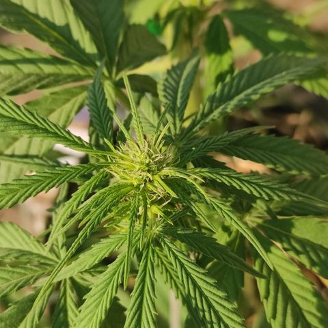AK (a nout padoung) growlog timeline photo