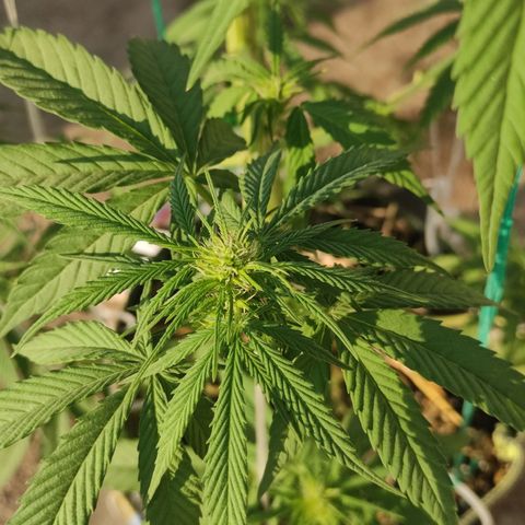 AK (a nout padoung) growlog timeline photo