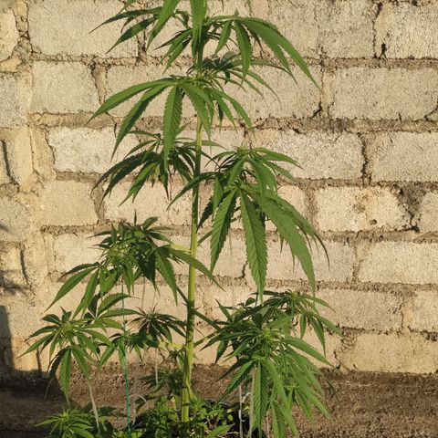 AK (a nout padoung) growlog timeline photo