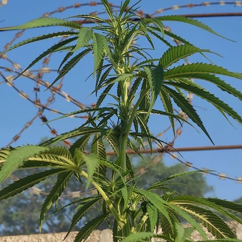 AK (a nout padoung) growlog timeline photo