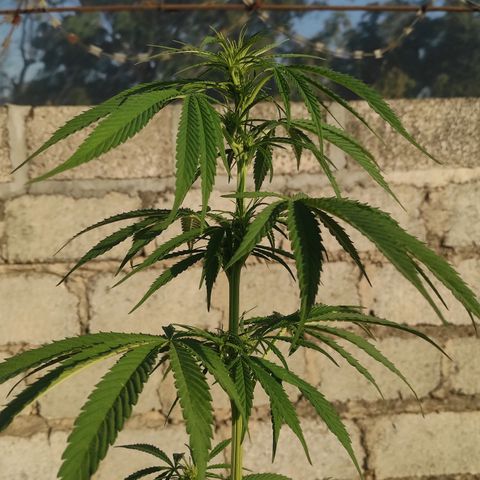 AK (a nout padoung) growlog timeline photo