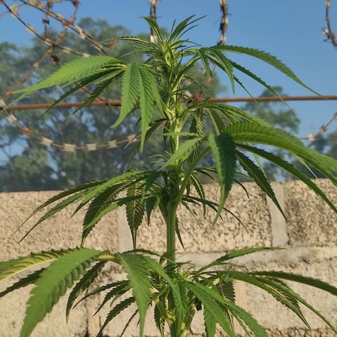 AK (a nout padoung) growlog timeline photo