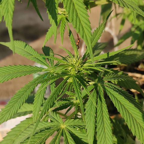 AK (a nout padoung) growlog timeline photo