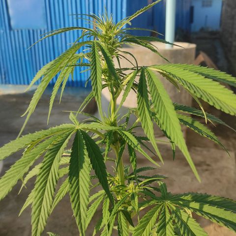 AK (a nout padoung) growlog timeline photo