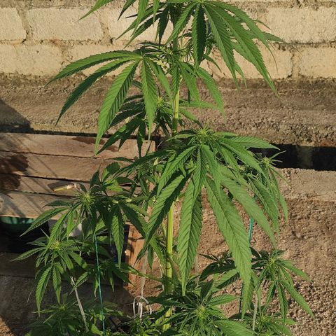 AK (a nout padoung) growlog timeline photo