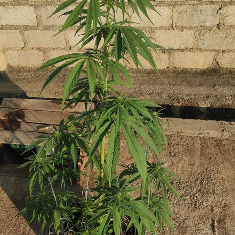 AK (a nout padoung) growlog timeline photo
