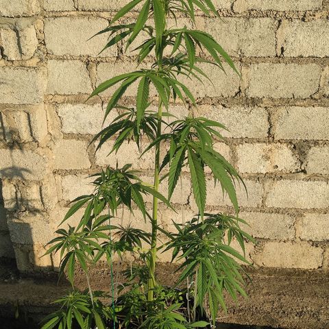AK (a nout padoung) growlog timeline photo