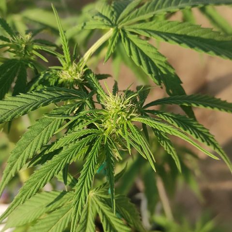 AK (a nout padoung) growlog timeline photo